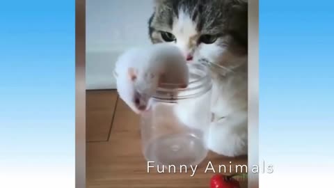 Funniest Cats and Dogs - Awesome Funny Pet Animals Life Video