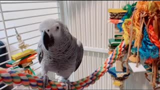 BLACK LIVES MATTER from Jenny The African Grey Parrot 🦜❤️