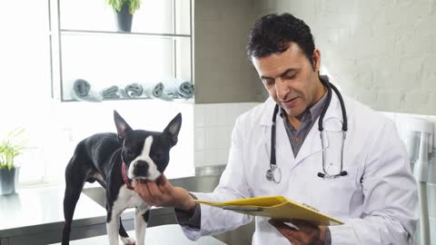 a cute Boston Terrier puppy at the clinic medicine health pet care profess