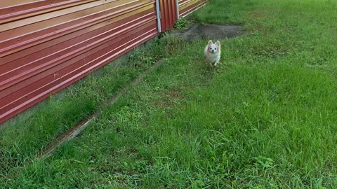 Happy Hailey on the farm