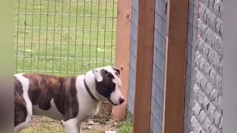 Watch for the paws coming through the fence