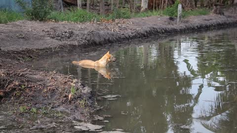 chien salle de bain des animaux