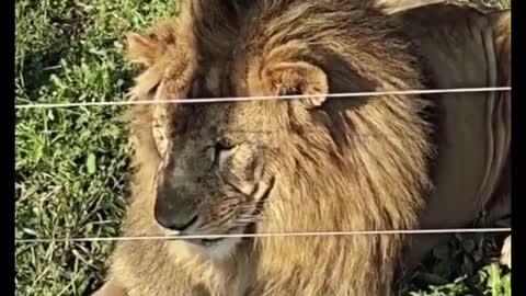 Is this a female lion or a male lion? His hair is so long