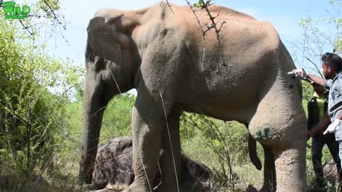 Humble elephant with a tumor in his leg gets treated by a Minister in charge of Wildlife