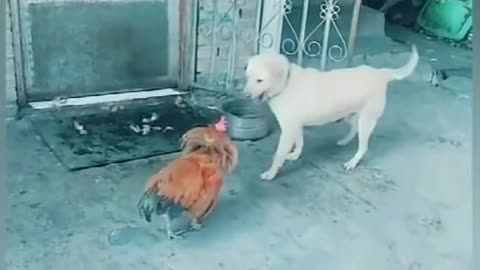 Dog And Chicken Fight #01