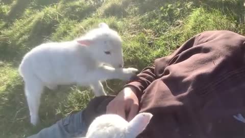 Baby lamb