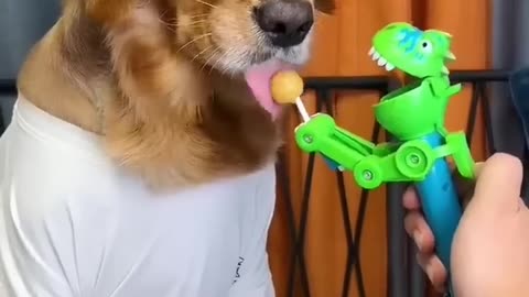 Funny dog video