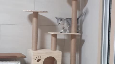 Baby cat climbing the cat tower.