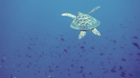 Amazing sea turtles under water