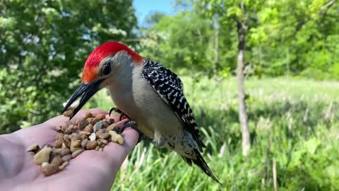 Majestic Video Footage of Hand-Feeding the Red-bellied Woodpecker in Slow Motion