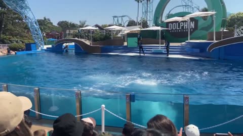 SeaWorld San Diego Vlog