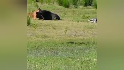 Tiger killing a Wild Boar and a Crocodile wants its share!