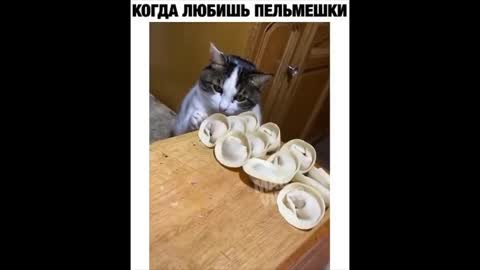 Cat loves dumplings