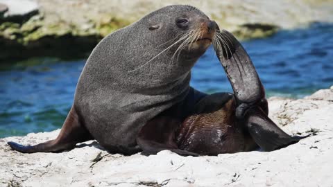 Seal Sea Lion Mammal Aquatic Animal Wildlife Wild