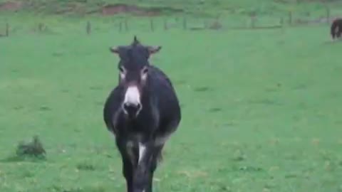 Donkey happy to see anyone (FUNNY)