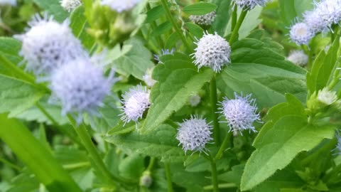 Beautiful wild flower