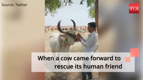 When a cow came forward to rescue human friend