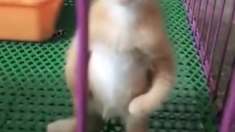 Very cute cat kitty video