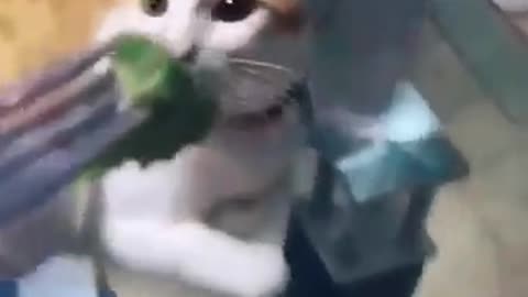 Smells Bad, Cute Cat refuses