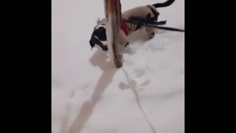 First dog to experience heavy snow since he was born