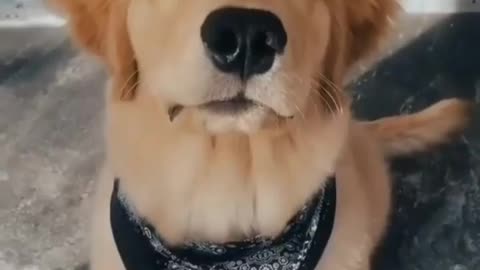 Cute dog and funny dog