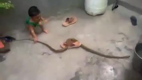 Indian baby playing with cobra..