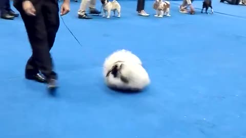 the World best shih tzu Breeders in ring.