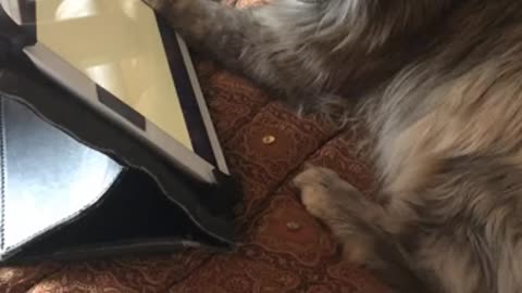 Norwegian cat playing with tab cute video