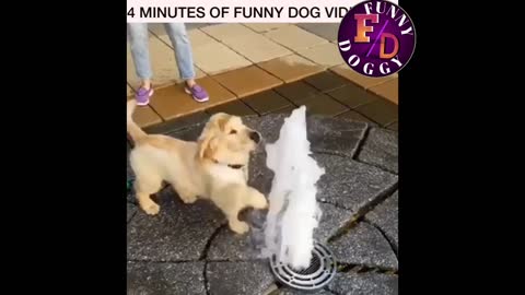 😀Funny dog video😀 It's Time To Laugh With Dog Life