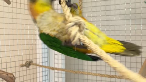 Parrot dances to "Pour some sugar on me!"