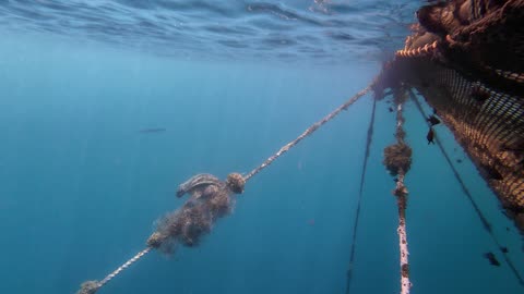 Sea Turtle Encounter at the Hexafarm