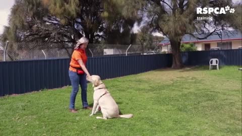 HOW TO TEACH YOUR DOG TO SIT AND DROP.