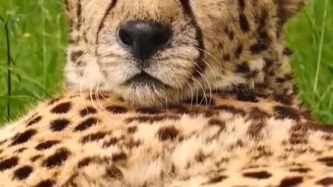 Cheetah with dull eyes