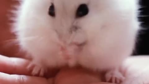 Cute Hamster Funny Video Cute Animal Funny Videos Cute White Rat Cleaning His Mouth