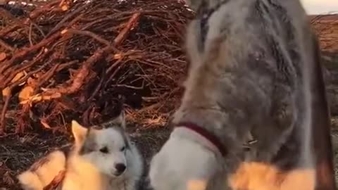 A little northern girl try to play with a puppy - cute video