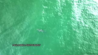 Hammerhead shark spotted off Florida's coast