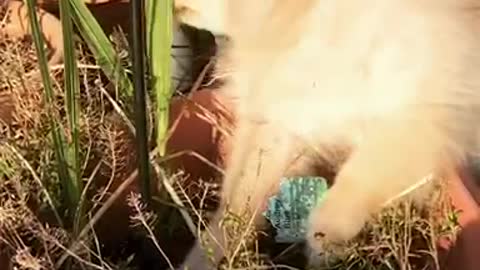 Small white dog looks for bone in plant box outside