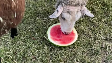 Hungry ewe loves munching some sweet watermelon