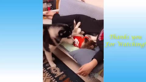 Cat Reaction To Playing Balloon - Funny Cat Balloon Reaction Compilation 2021