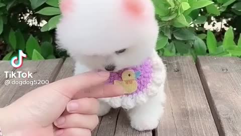 Un Tierno perrito