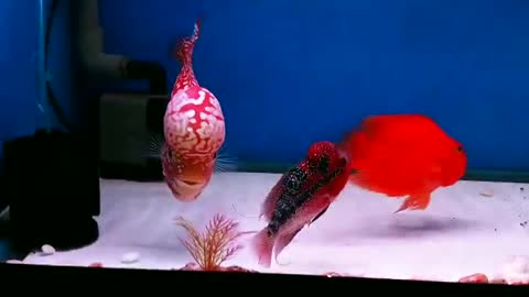 Lou han fish (flowerhorn) 12