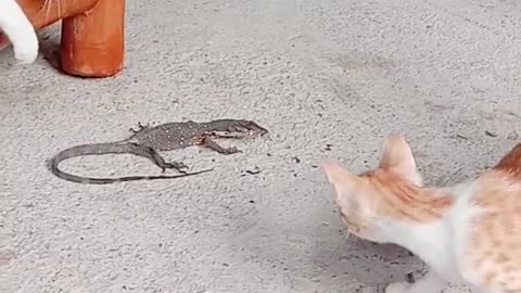 #Cat 🐈 House Cats vs. Little Alligator 🐊 #Alligator