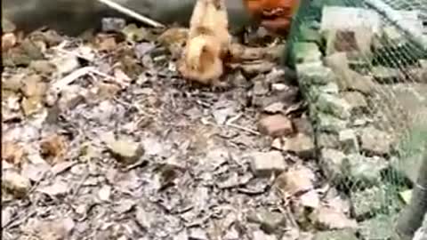 Chicken VS Dog Fight - Funny Dog Fight Videos for you