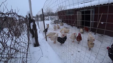 winter chicken