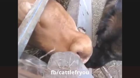 funny animal videos | video of funny clips