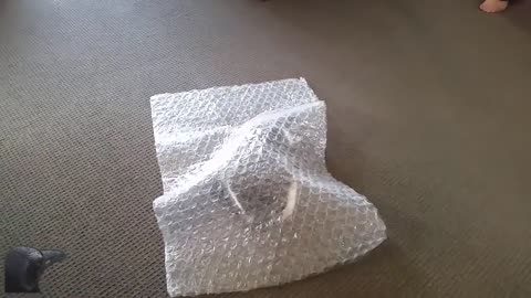 My Cat loves Bubble Wrap