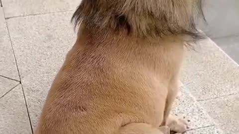 Lion Or Dog？😂😂 - Funny Animal Videos 2021 😂😂