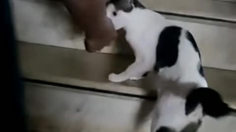 Mama Cat Drags Owner to Show Off Newborn Kittens