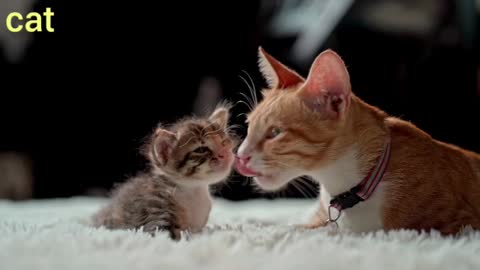 cat making love with her baby