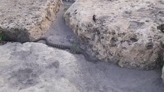 Snake adventure